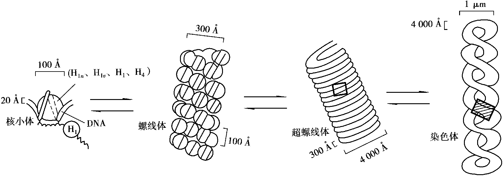 1.2 染色體